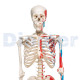 Human Skeleton 11